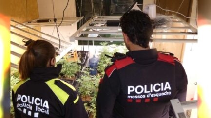 Detenen a Calonge el responsable d’un cultiu amb 6,2 quilos de marihuana seca