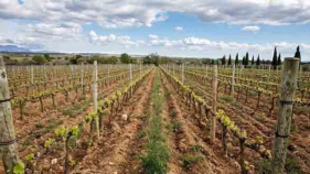 La DO Empordà bat el seu propi rècord amb 6 milions d'ampolles venudes el 2018